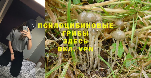 PSILOCYBIN Горнозаводск